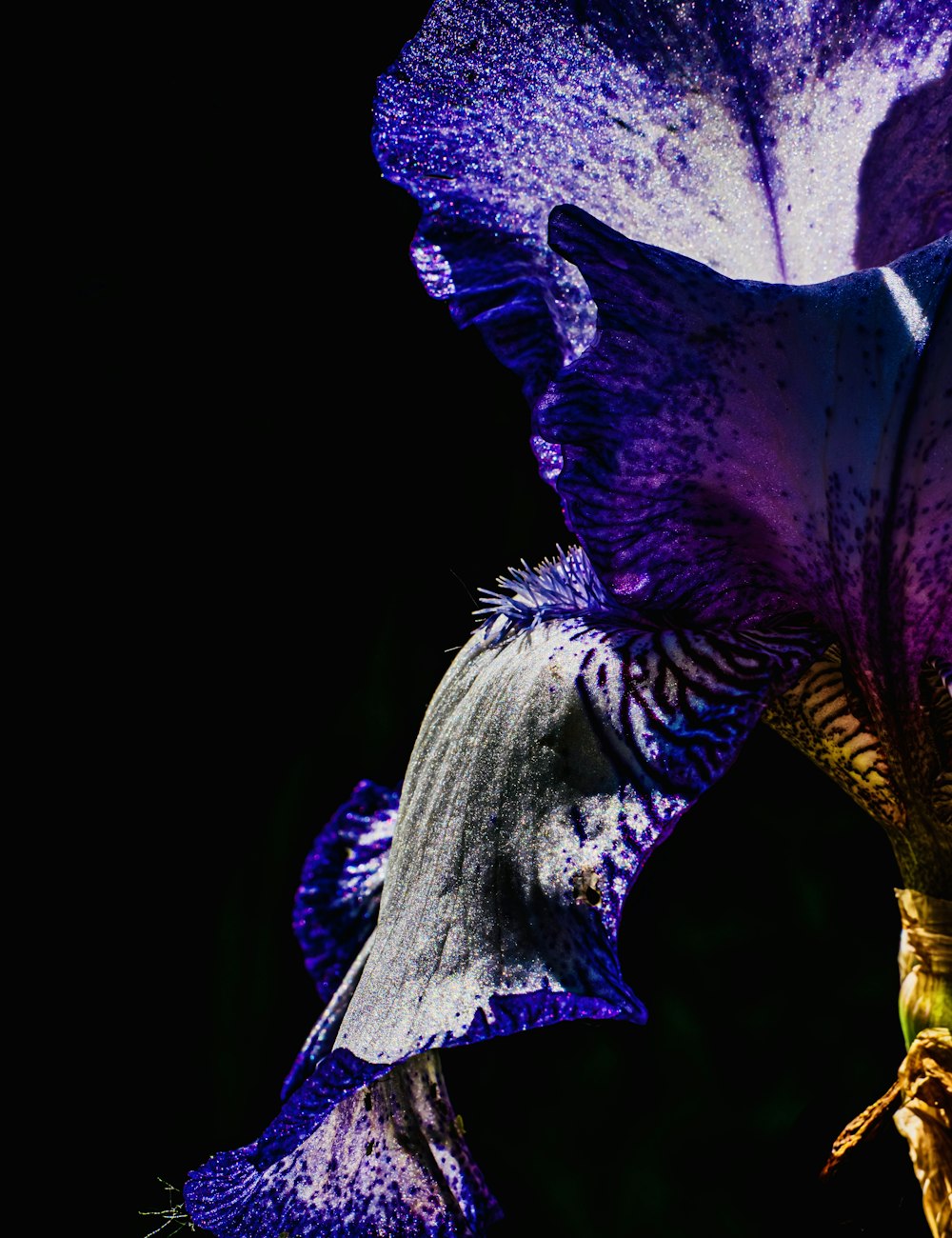 A purple iris emerging from darkness — the orris at the heart of the fragrance.